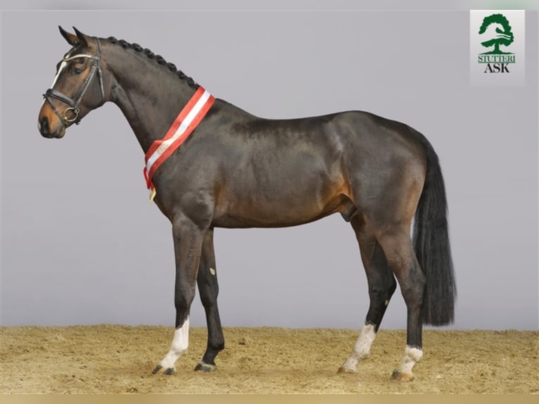 CASSADO ASK Danish Warmblood Stallion in Martofte