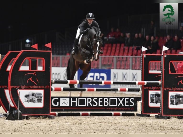 CASSADO ASK Danish Warmblood Stallion in Martofte