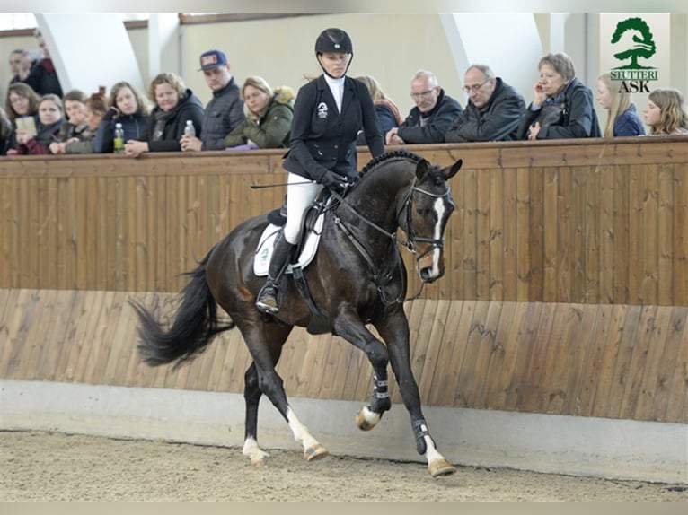 CASSADO ASK Danish Warmblood Stallion in Martofte