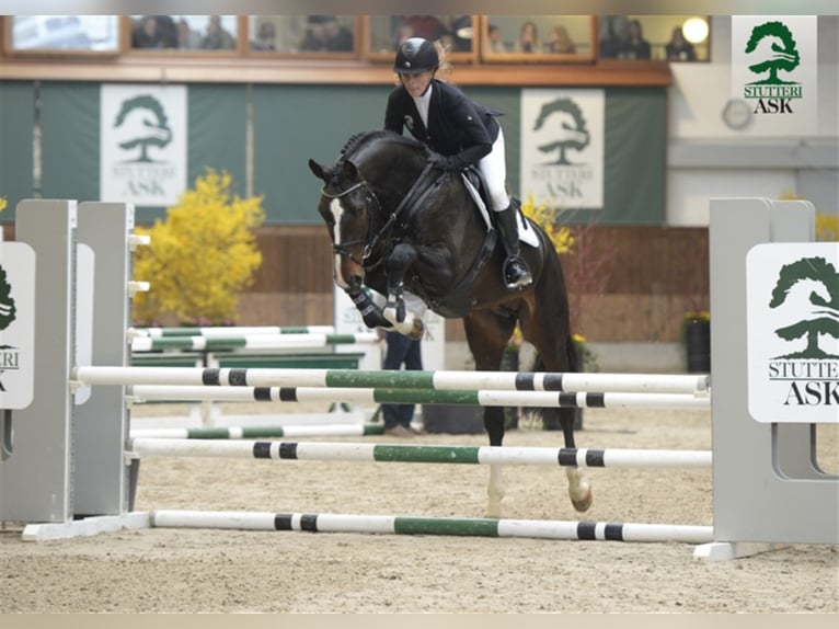 CASSADO ASK Warmblood danés Semental in Martofte