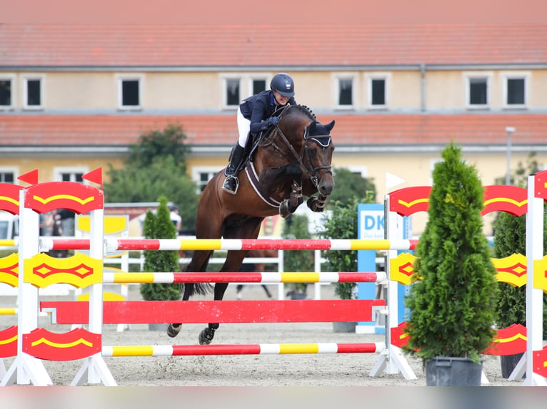 CASTINO Holsteiner Hengst Bruin in Werder