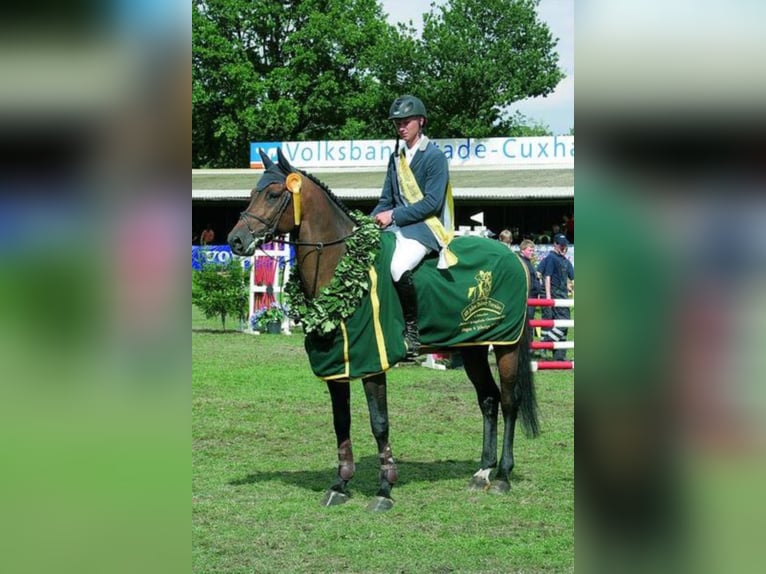 CASTINO Holsteiner Hengst Bruin in Werder