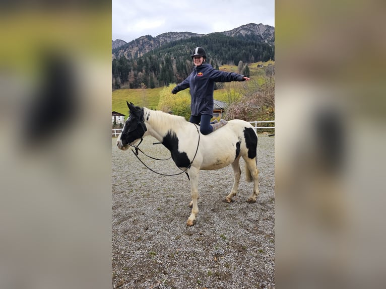 Cavallo Beberbeck Stallone 19 Anni 147 cm Pezzato in Raggal