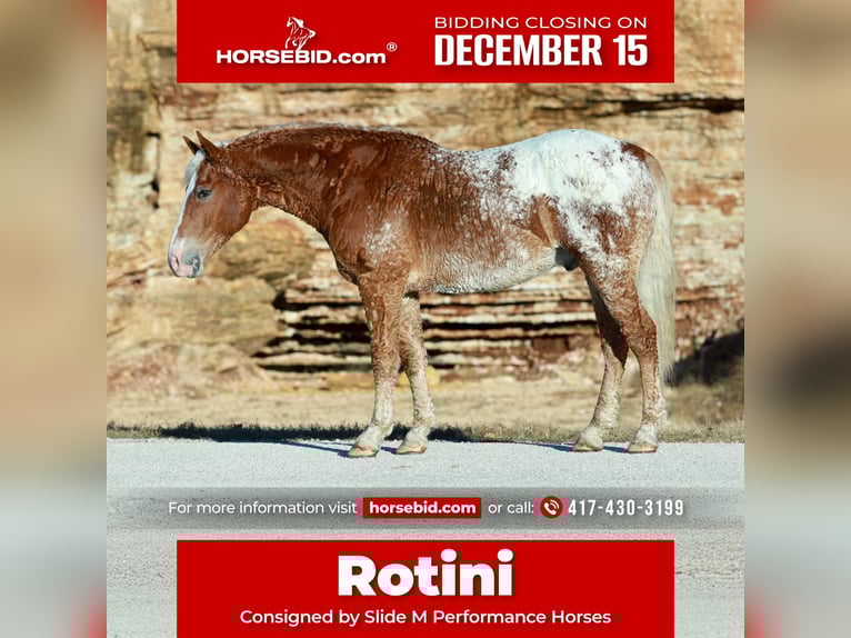 Cavallo Curly Mix Castrone 10 Anni 163 cm Sauro ciliegia in Mount Vernon