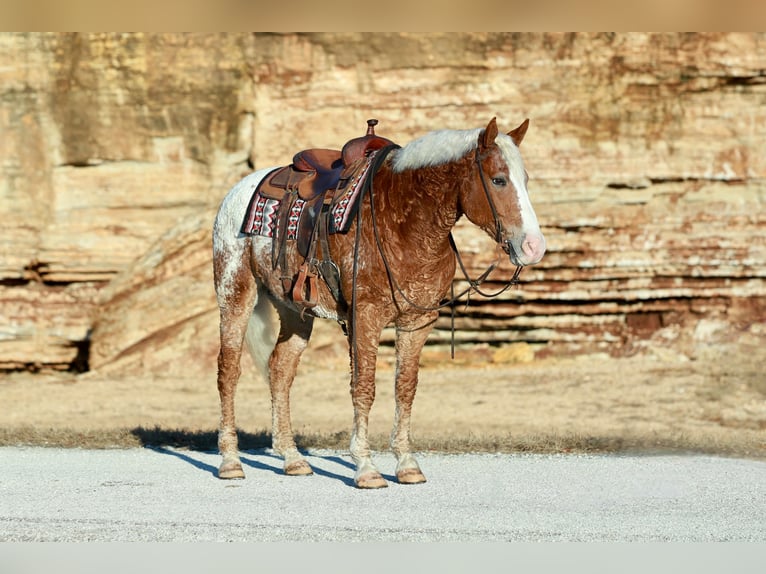 Cavallo Curly Mix Castrone 11 Anni 163 cm Sauro ciliegia in Mount Vernon