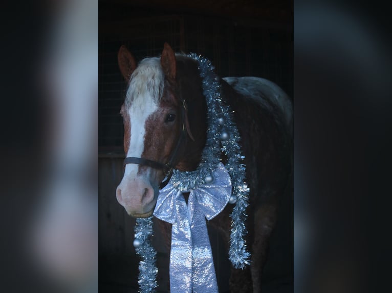 Cavallo Curly Mix Castrone 11 Anni 163 cm Sauro ciliegia in Mount Vernon