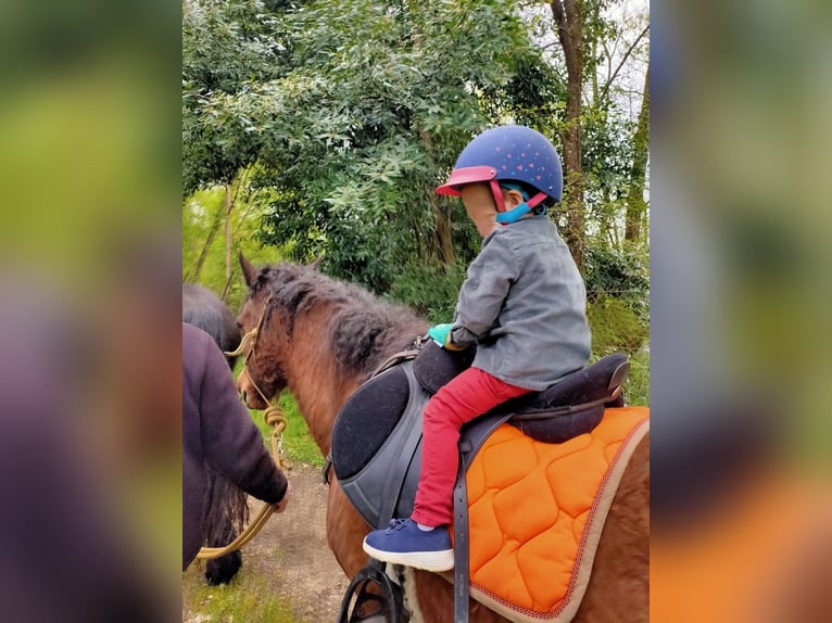 Cavallo Curly Castrone 13 Anni 140 cm Baio in Vérac