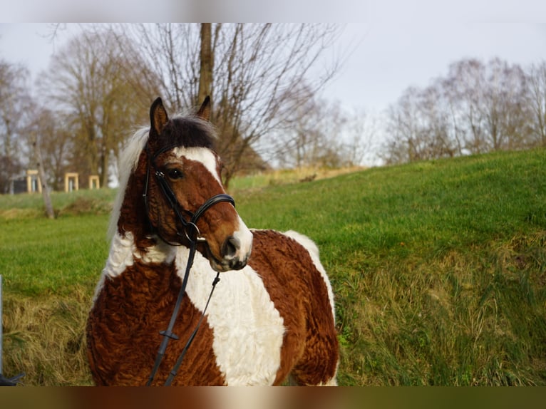 Cavallo Curly Castrone 13 Anni 151 cm Pezzato in Bad Wurzach