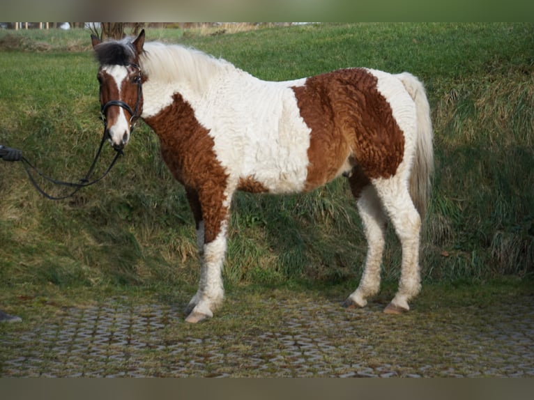 Cavallo Curly Castrone 13 Anni 151 cm Pezzato in Bad Wurzach