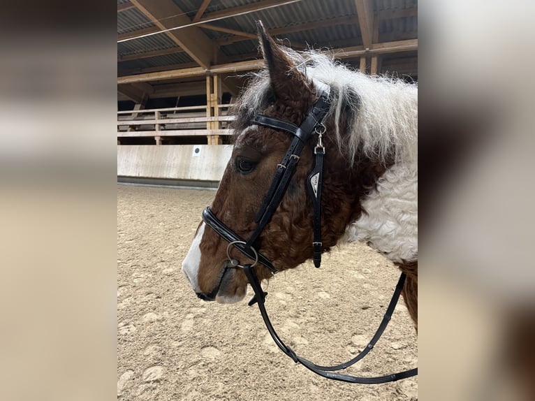 Cavallo Curly Castrone 13 Anni 151 cm Pezzato in Bad Wurzach