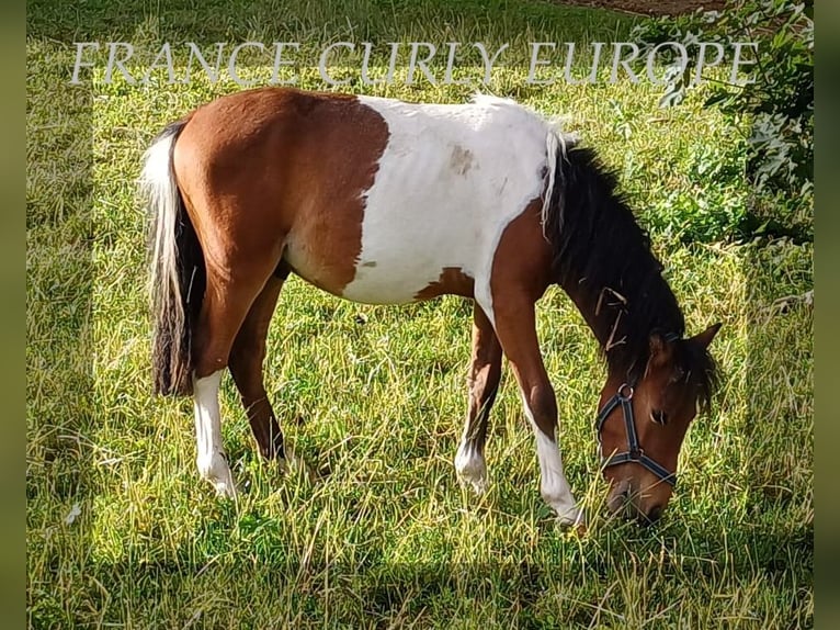 Cavallo Curly Castrone 1 Anno 105 cm Baio ciliegia in ge