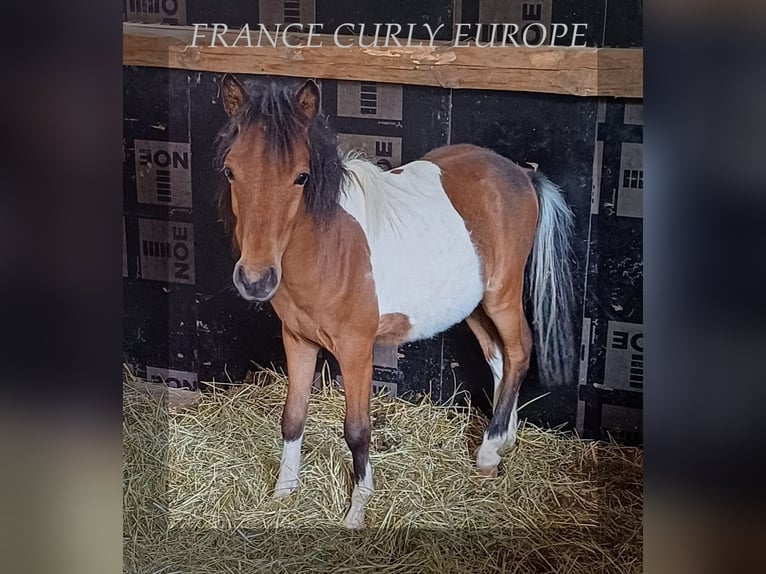 Cavallo Curly Castrone 1 Anno 105 cm Baio ciliegia in ge