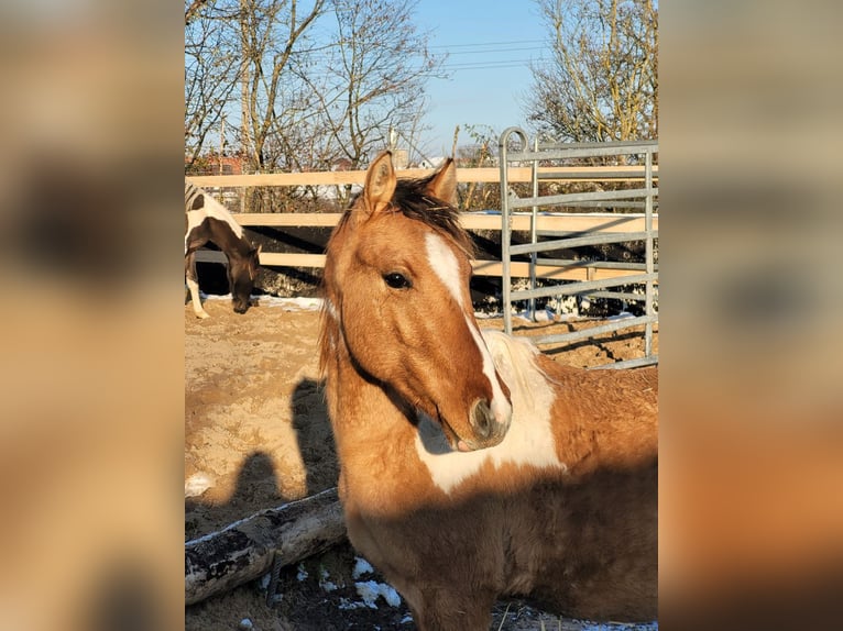 Cavallo Curly Castrone 2 Anni 150 cm Pezzato in Arnbruck