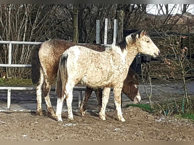 Cavallo Curly Castrone 3 Anni 142 cm Falbo in Ruinen