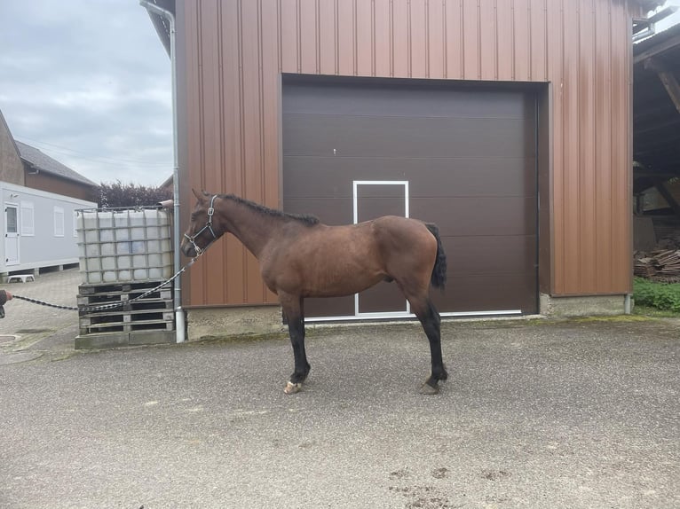 Cavallo Curly Castrone 3 Anni 147 cm Baio in Jetterswiller