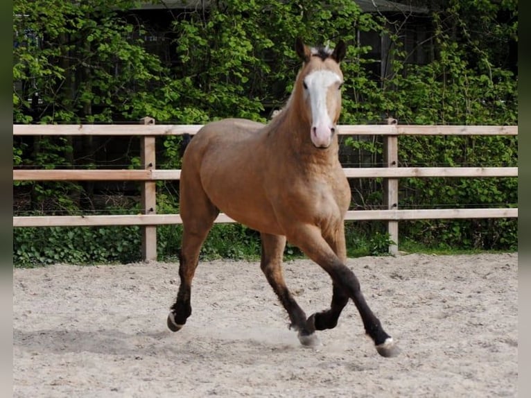Cavallo Curly Castrone 3 Anni 152 cm Falbo in Ruinen