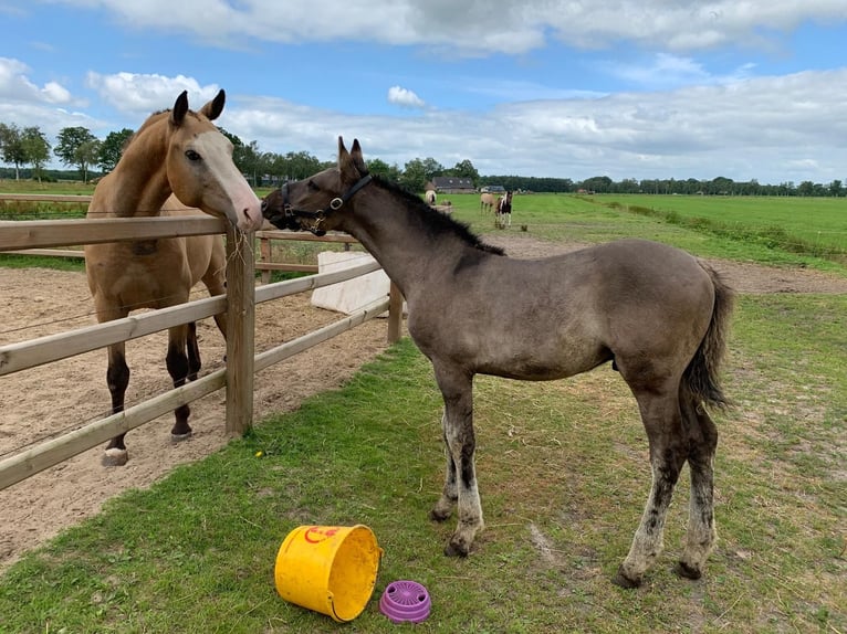Cavallo Curly Castrone 3 Anni 152 cm Falbo in Ruinen