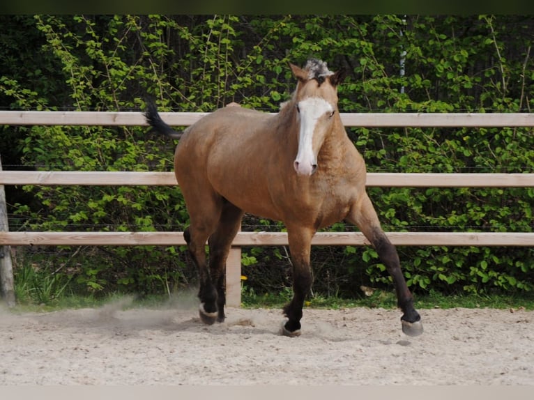 Cavallo Curly Castrone 3 Anni 152 cm Pelle di daino in Ruinen
