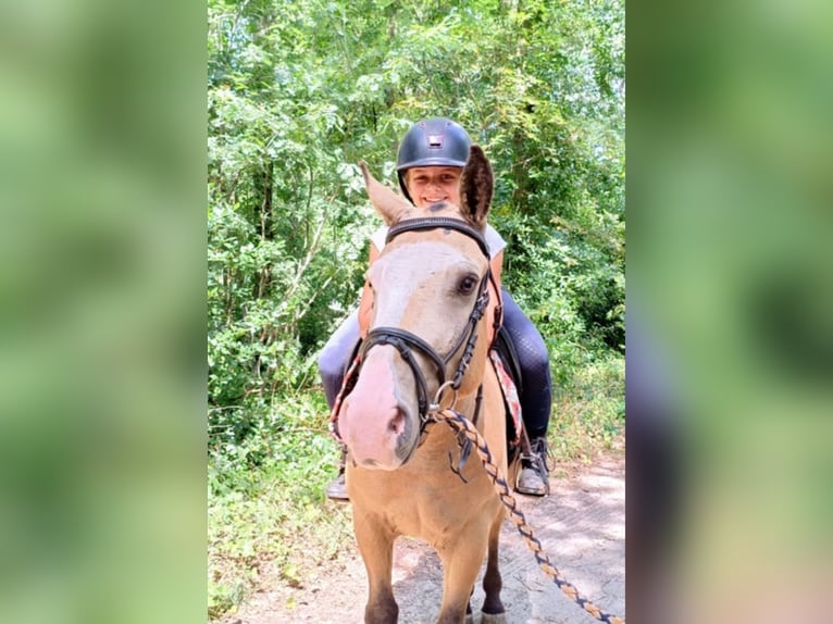 Cavallo Curly Castrone 3 Anni 152 cm Pelle di daino in Ruinen