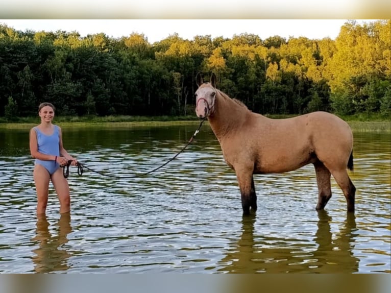 Cavallo Curly Castrone 3 Anni 152 cm Pelle di daino in Ruinen