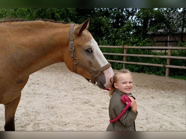 Cavallo Curly Castrone 3 Anni 152 cm Pelle di daino in Ruinen