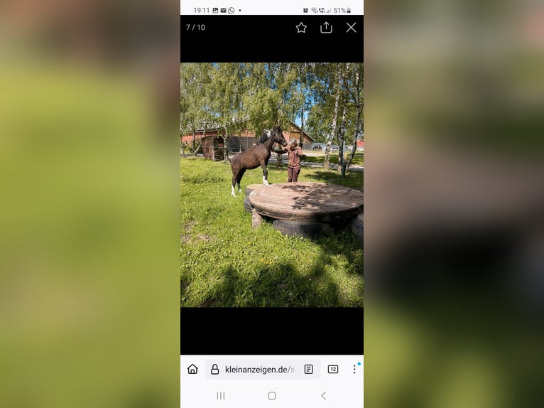 Cavallo Curly Castrone 3 Anni 152 cm Tobiano-tutti i colori in Vellahn