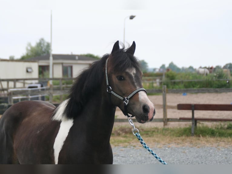 Cavallo Curly Castrone 4 Anni 125 cm Pezzato in AssendelfT