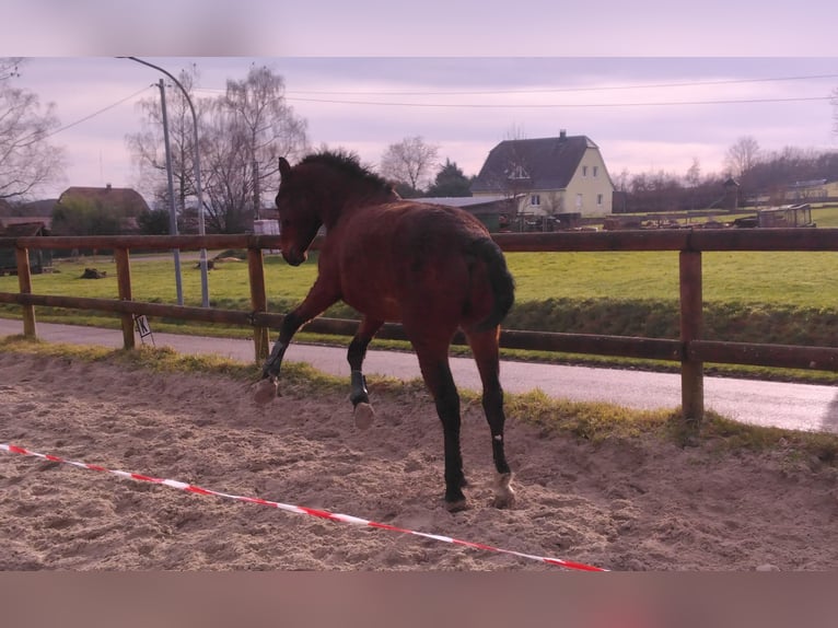 Cavallo Curly Castrone 4 Anni 147 cm Baio in Jetterswiller