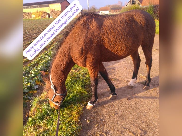 Cavallo Curly Castrone 4 Anni 147 cm Baio in Jetterswiller