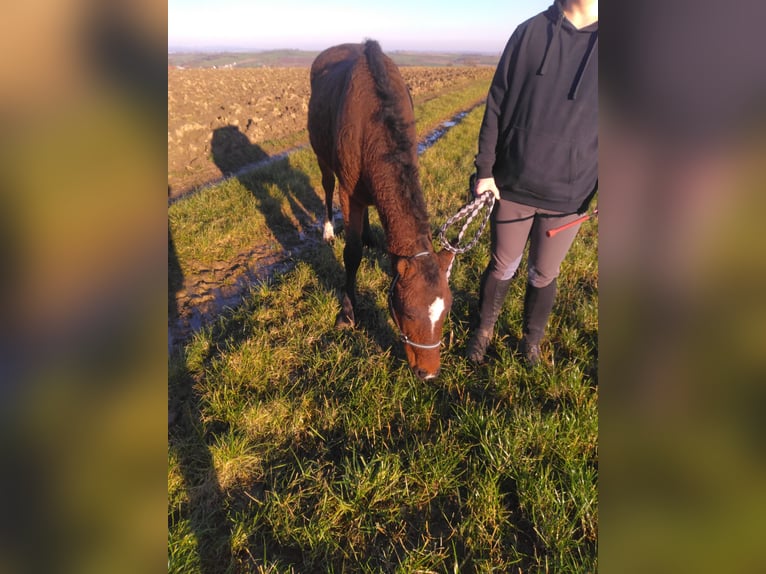 Cavallo Curly Castrone 4 Anni 147 cm Baio in Jetterswiller