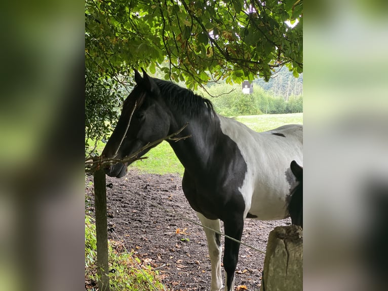 Cavallo Curly Castrone 5 Anni 149 cm Tobiano-tutti i colori in Ennepetal