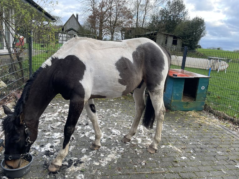 Cavallo Curly Castrone 5 Anni 150 cm Baio ciliegia in Ennepetal