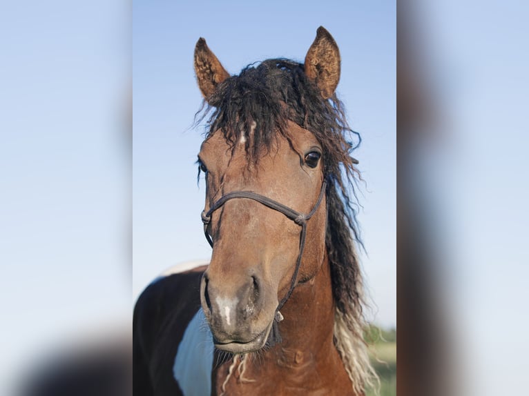 Cavallo Curly Castrone 5 Anni 152 cm Tobiano-tutti i colori in Deinze