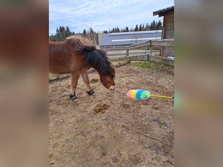 Cavallo Curly Mix Castrone 6 Anni 118 cm Baio ciliegia in Elterlein