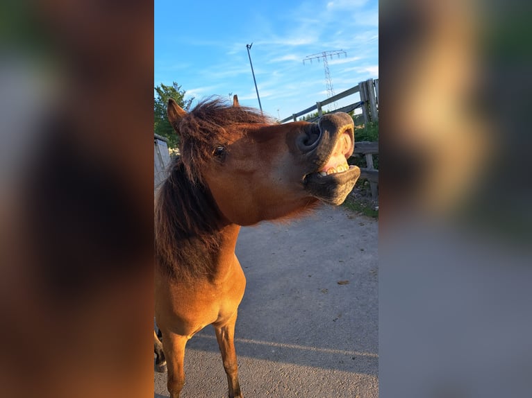 Cavallo Curly Mix Castrone 6 Anni 118 cm Baio ciliegia in Elterlein