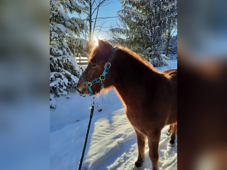 Cavallo Curly Mix Castrone 6 Anni 118 cm Baio ciliegia in Elterlein