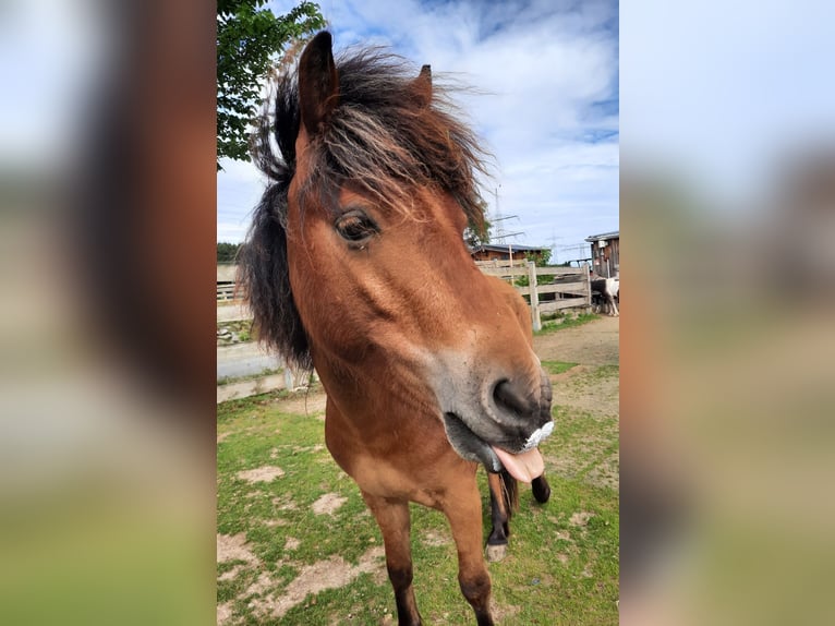 Cavallo Curly Mix Castrone 6 Anni 118 cm Baio ciliegia in Elterlein