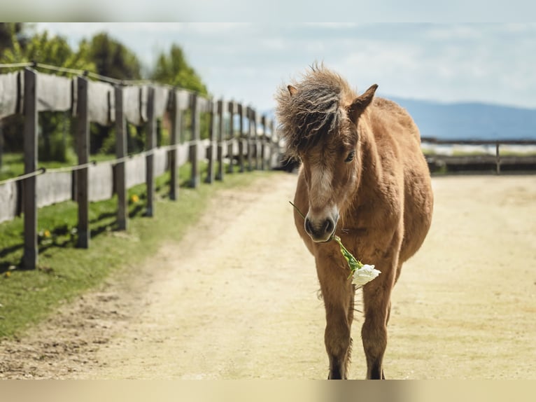 Cavallo Curly Mix Castrone 6 Anni 118 cm Baio ciliegia in Elterlein