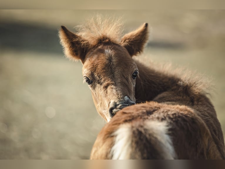 Cavallo Curly Mix Castrone 6 Anni 118 cm Baio ciliegia in Elterlein