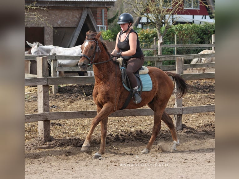 Cavallo Curly Castrone 6 Anni 150 cm Sauro scuro in Timmendorfer Strand