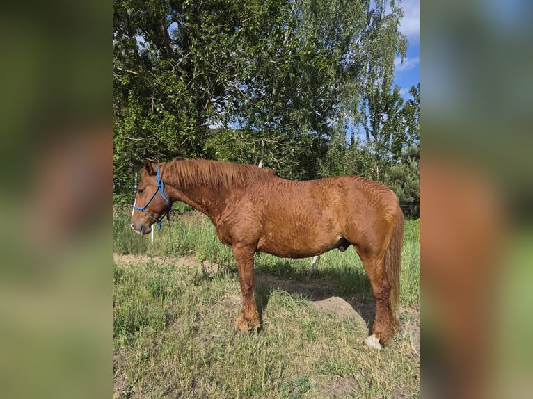 Cavallo Curly Mix Castrone 6 Anni 160 cm Sauro in Buckow (MärkischeSchweiz)