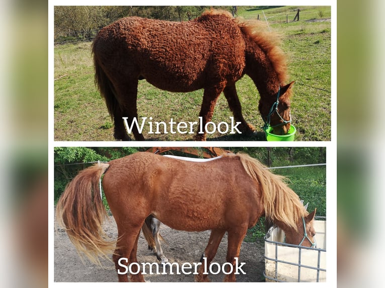 Cavallo Curly Mix Castrone 6 Anni 160 cm Sauro in Buckow (MärkischeSchweiz)