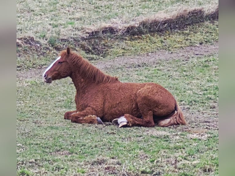 Cavallo Curly Mix Castrone 6 Anni 160 cm Sauro in Buckow (MärkischeSchweiz)