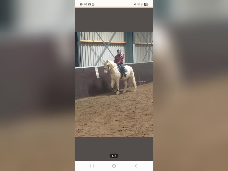 Cavallo Curly Castrone 7 Anni 135 cm Palomino in Oosterwolde Gld