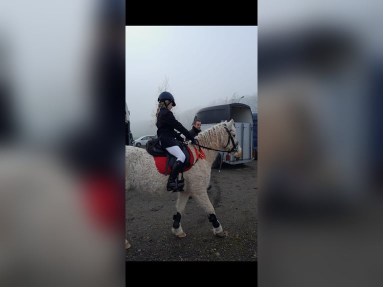 Cavallo Curly Castrone 7 Anni 135 cm Palomino in Oosterwolde Gld