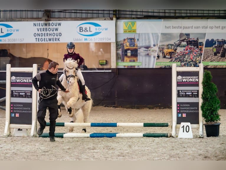 Cavallo Curly Castrone 7 Anni 135 cm Palomino in Oosterwolde Gld