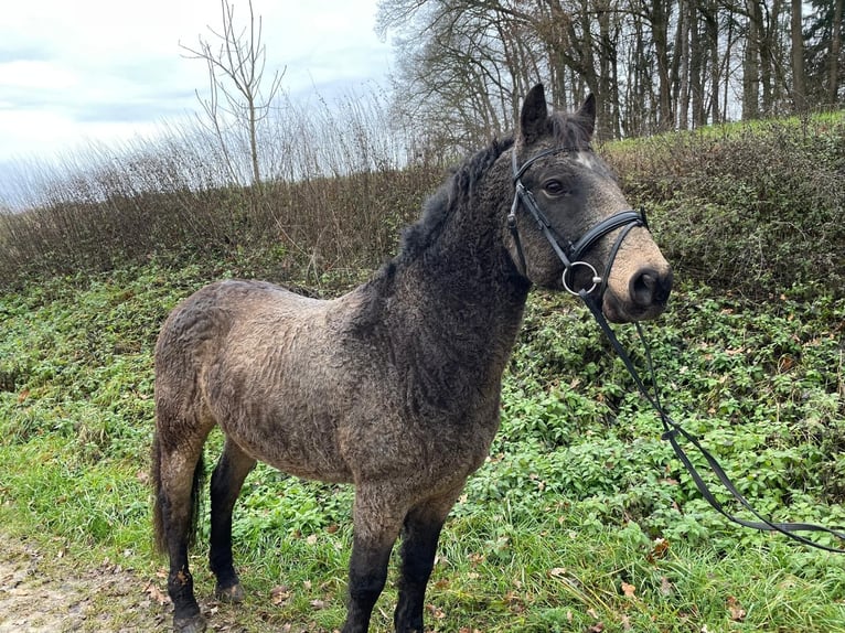 Cavallo Curly Castrone 7 Anni 143 cm in Kirchdorf an der Amper