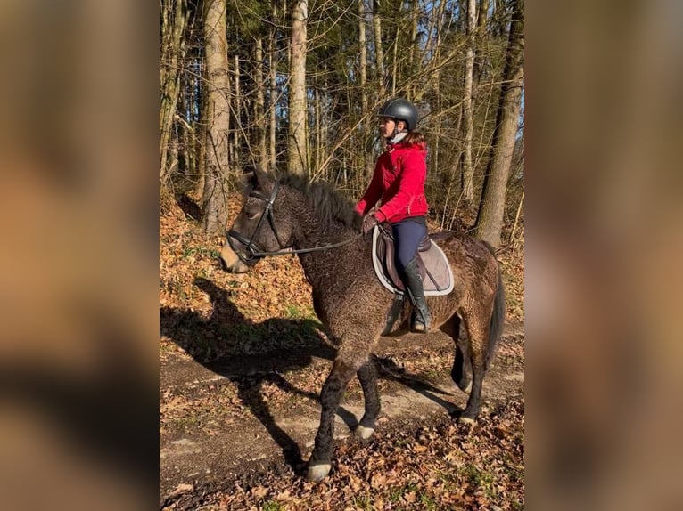 Cavallo Curly Castrone 7 Anni 143 cm in Kirchdorf an der Amper