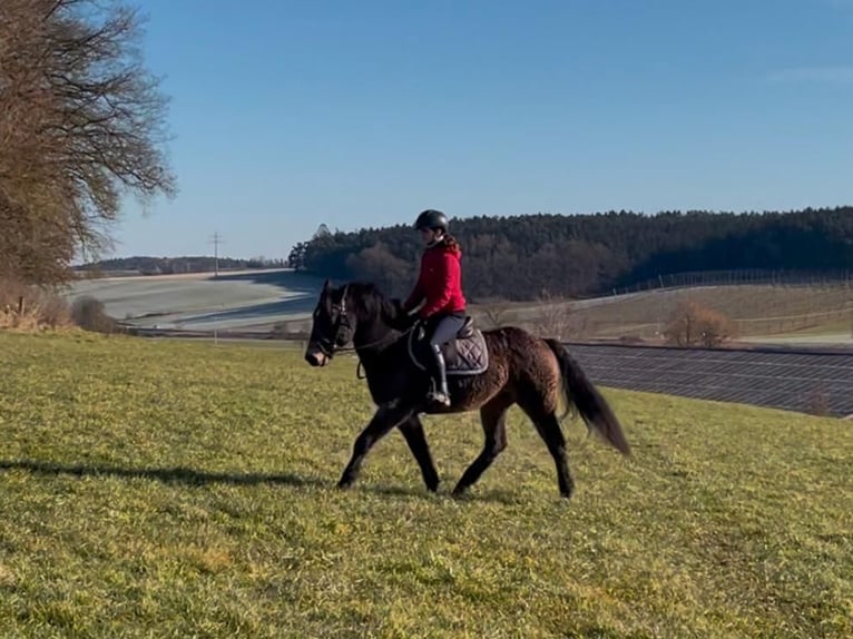 Cavallo Curly Castrone 7 Anni 143 cm in Kirchdorf an der Amper