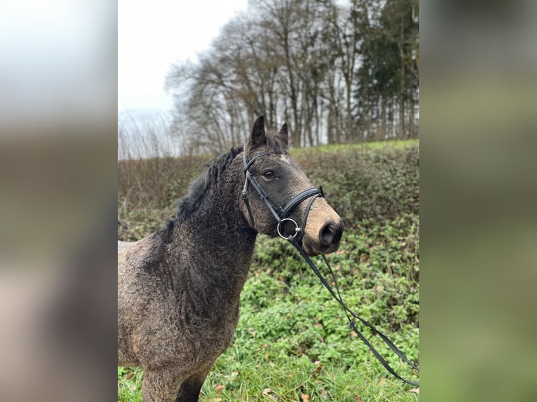 Cavallo Curly Castrone 7 Anni 143 cm in Kirchdorf an der Amper